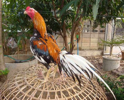 Gambar Ayam Bangkok Bagus Ayam Juara