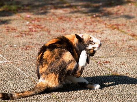 Tapeworm segments often break off and come out in your cat's feces. Ask a Vet: How Often Do Cats Need Shots? - Catster