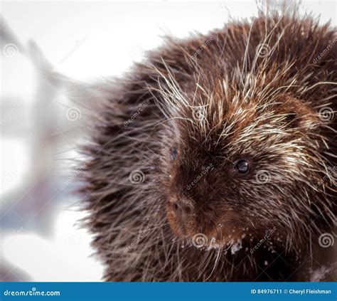 Porcupine In Snow Stock Image Image Of Love Mammal 84976711