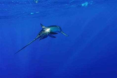 The Surprising Story Of Swordfish You May Not Know Noaa Fisheries