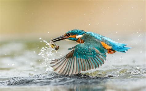 Kingfisher Bird With Caught Fish Desktop Wallpaper Hd