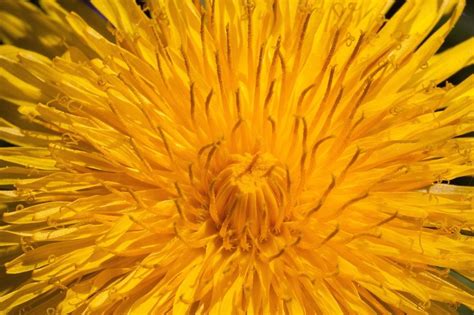 Common Dandelion Yellow Color Free Image Download