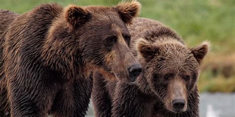 7 Little Known Grizzly Bear Facts