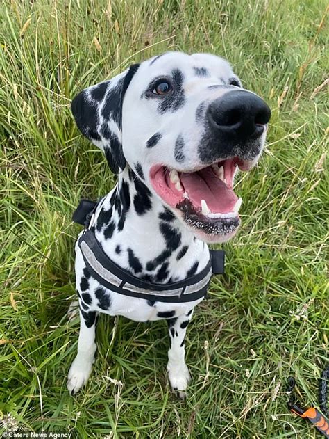 Our Destructive Dalmatian Caused £18000 Of Damage To Our Home We