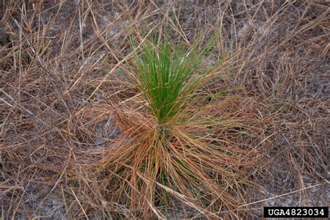 Brown Spot Needle Blight Of Pine Mycosphaerella Dearnessii On