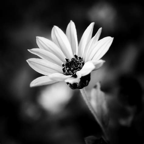 Download and use 10,000+ black and white stock photos for free. Beautiful Examples of Black and White Pictures