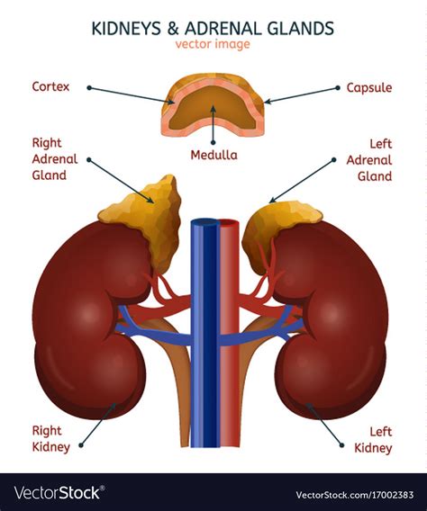 Adrenal Glands Image Royalty Free Vector Image