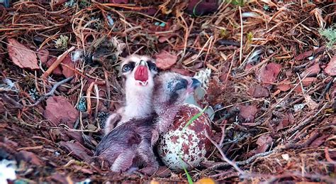 Osprey Chicks Hatch At Loch Of The Lowes The Scots Magazine