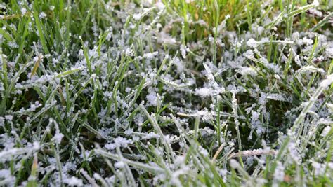 Melting Frost On Grass Close Up Of Early Morning Frost Melting In The