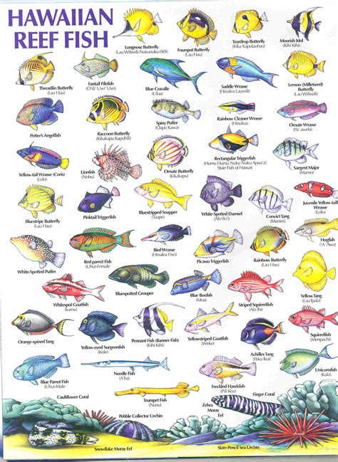 Hawaiian Reef Fish Guide
