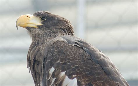 7 Largest Birds Of Prey In The World
