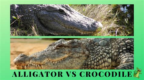 Alligator Vs Crocodile What Is The Difference