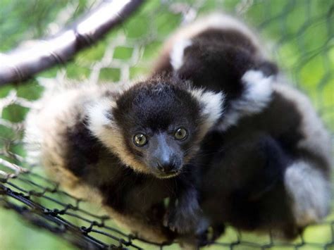 Black And White Ruffed Lemur Habitat