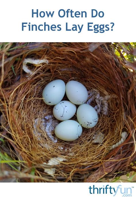 Although research once linked eggs to cholesterol, it has now proven that people can consume eggs safely. How Often Do Finches Lay Eggs? | ThriftyFun