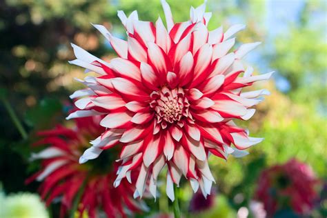 Dahlia Flower Red And White Photograph By Stacey Lynn Payne