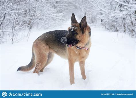 Brown And Black German Shepherd Having Fun In Winter Park Forest Dog