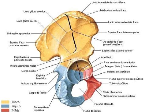Pin De Seher Gaspak Em Estudo Anatomia Dos Ossos Anatomia Ossea