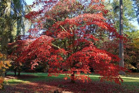 How And When To Prune Japanese Maples Gardeners Path