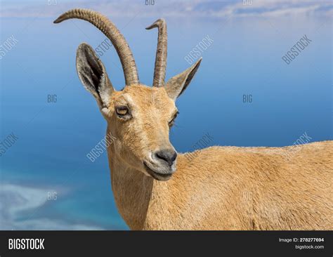 Goat Antelope Portrait Image And Photo Free Trial Bigstock