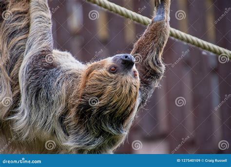 Two Toed Sloth Crawling Stock Images Download 7 Royalty Free Photos