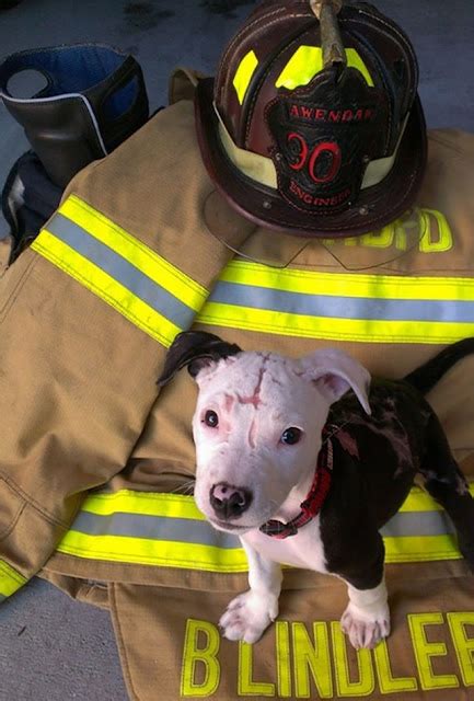 Puppy Saved From Fire Becomes A Firefighter Dog Inspiration