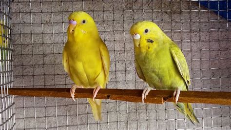 Our Parakeetsparakeet Birds Love Birds Beautiful And Colorful