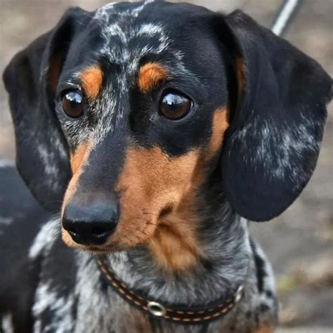 Marble Dachshund 24 Photos Description Of Puppies With Blue Eyes Of