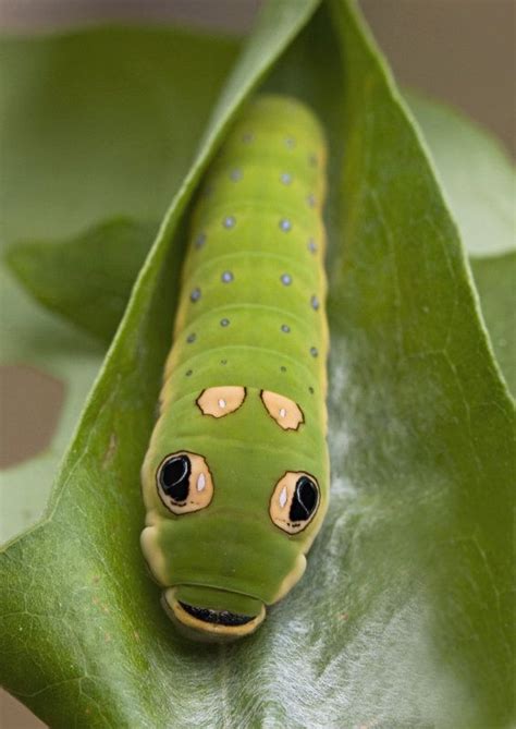 Spicebush Swallowtail Caterpillar How Can You See