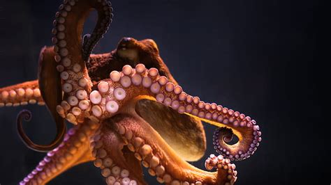 1366x768px Free Download Hd Wallpaper Animals Underwater Octopus