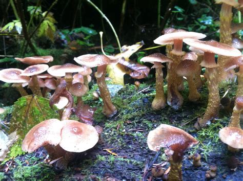 Psilocybin Mushrooms Of The Pacific West Coast Old Version Mushroom