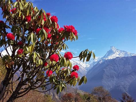 Know About Our National Flower Laligurans🌺🇳🇵