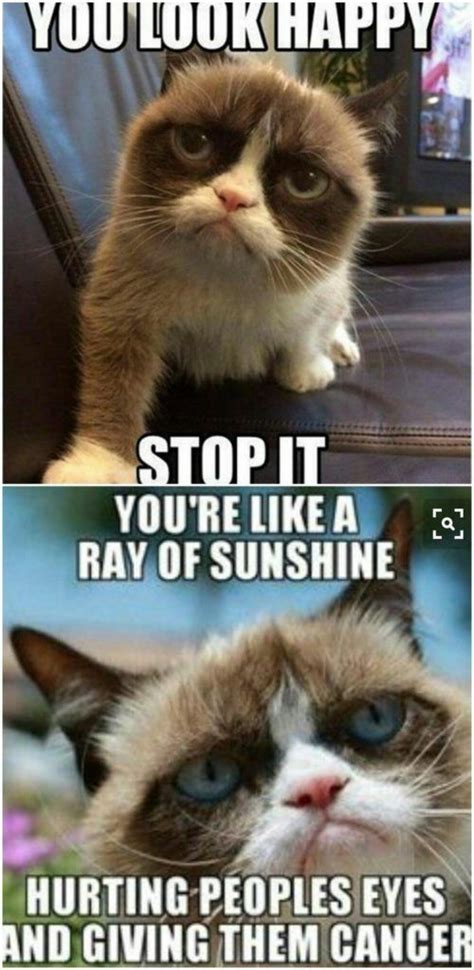 20 Funny Grumpy Cat Memes That Will Make You Laugh Lol