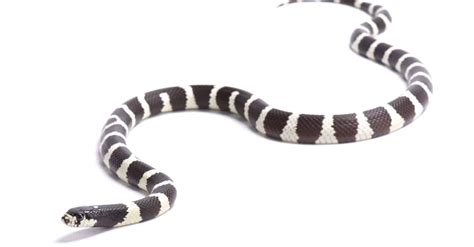 King Snake Animal Facts Lampropeltis Species Az Animals