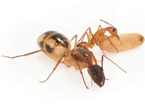 Camponotus Maculatus Yellow Sugar Ant Ants Hq