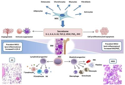 Ijms Free Full Text Mesenchymal Stem Cells In Aplastic Anemia And