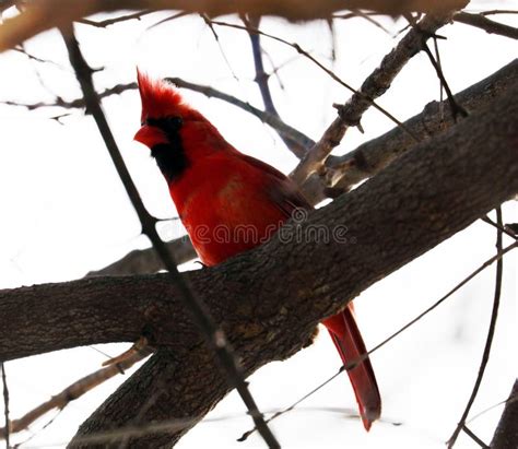 Bright Red Northern Cardinal Singing Bird Male Colorful Stock Photo