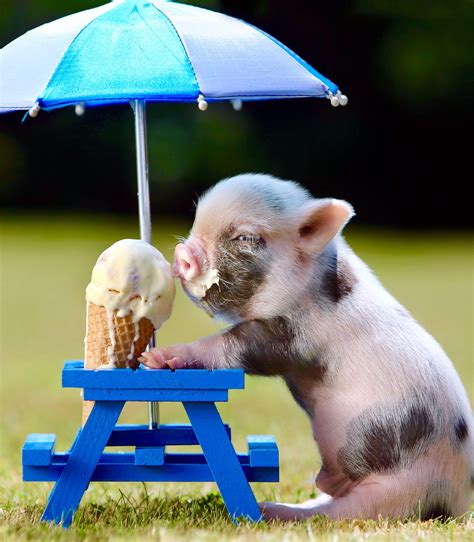 Pig Eating Ice Cream Cute Baby Animals Cute Little Animals Cute