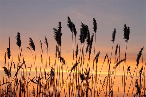 Silhouette Of Reed Over Sunset Sky Stock Photo Image Of Bliss