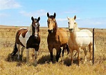 The Different Colors of Horses – Just for my Horse