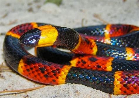 Coral Snake Facts About All