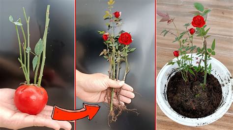 How To Propagate Roses By Cuttings Is Very Simple Youtube
