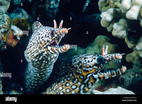 A Pair Of Dragon Moray Eels Enchelycore Pardalis Off The Island Of