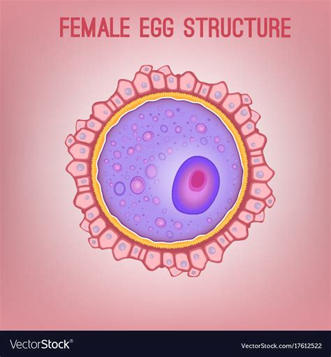 Female Egg Structure Royalty Free Vector Image
