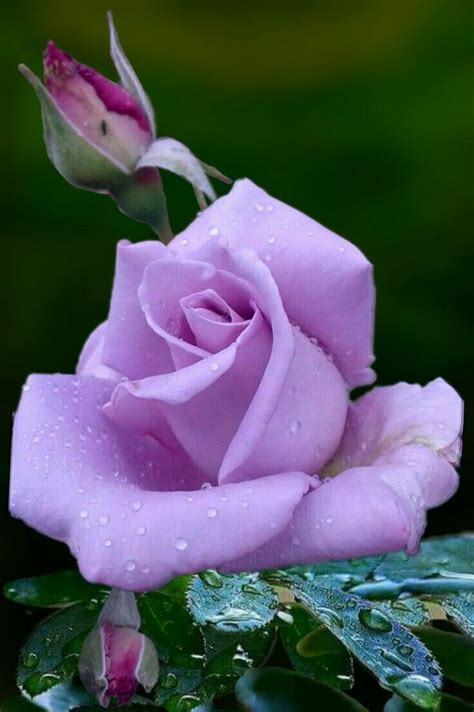 Mejores 5475 Imágenes De Rosas Flores Hermosas En Pinterest Flores