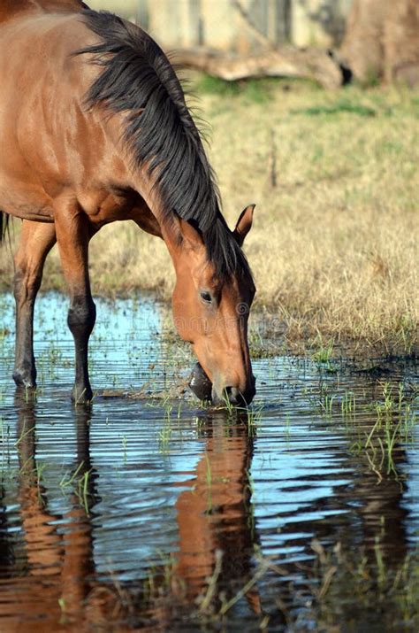 Horse Drinking And Pawing Water In River Stock Photo Image Of Puddle