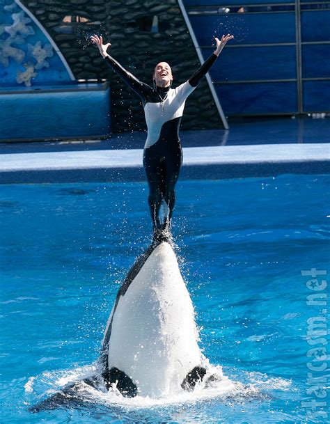 Seaworld Trainer Dawn Brancheau Killed By Killer Whale Tilikum