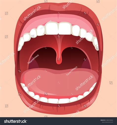 352 Soft Palate Anatomy Images Stock Photos And Vectors Shutterstock
