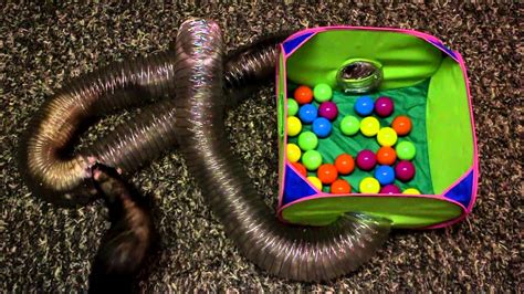Ferrets Playing With Their New Toy Youtube