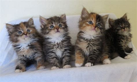 Siberian Cat Price Range Siberian Forest Kittens For Sale