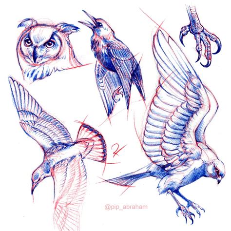 Skeleton Drawings Bird Drawings Animal Drawings Anatomy Sketches